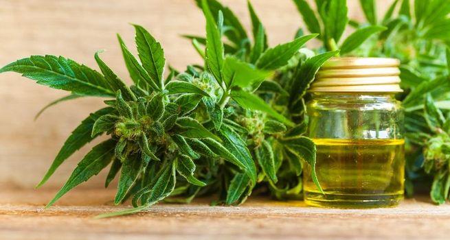 Canopy Growth Corporation (NASDAQ: CGC) — Cannabis Sector Survivor Attempts Major Recovery as Regulatory Optimism and Cost Restructuring Drive Speculative Momentum
