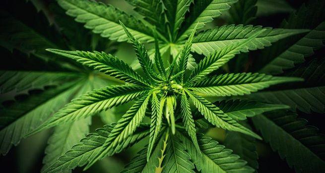 High on hope: America’s cannabis stocks rediscover optimism