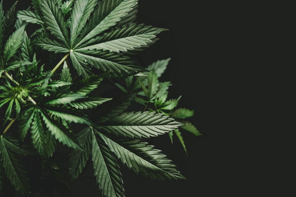 Technical Analysis on One NASDAQ- Listed Cannabis Stock – CGC